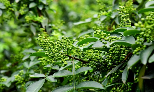 血液性缺氧-【缺氧血症怎么治疗方法】血液型缺氧使用药剂有哪些 - 血液型缺氧使用药剂网